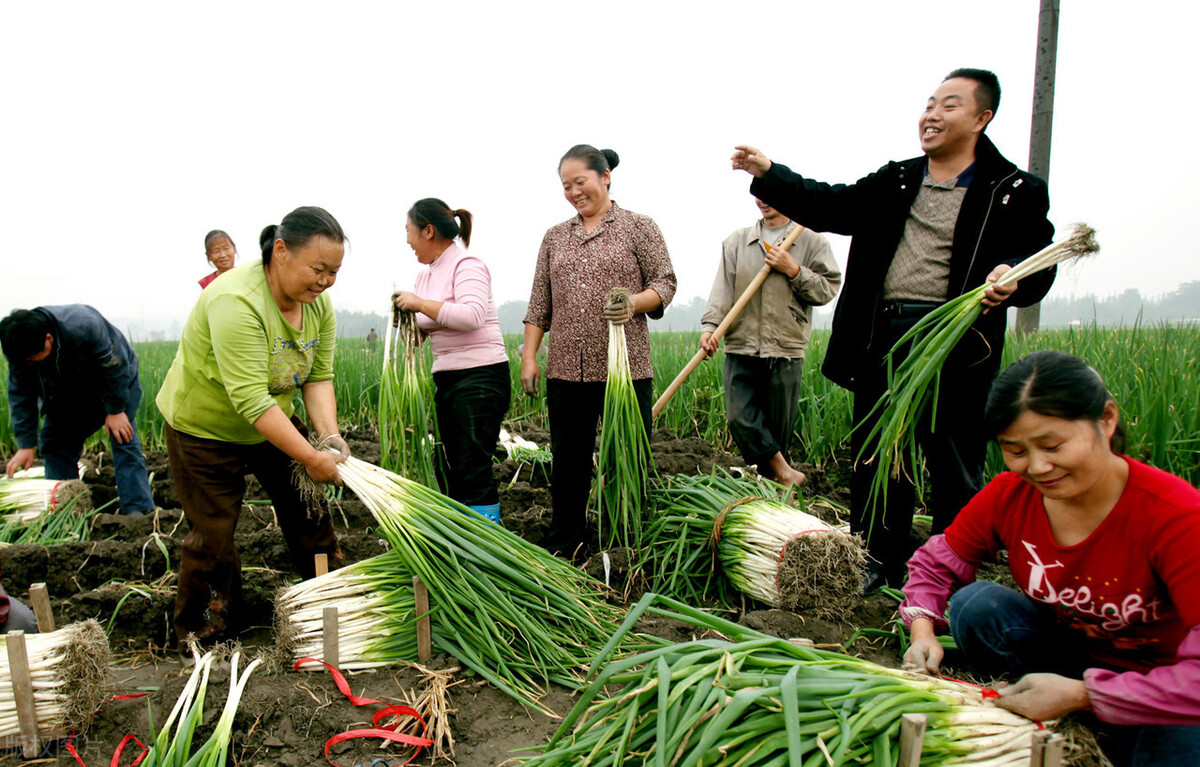 青岛优农打造生鲜供应新模式 为振兴农业发展做出样板